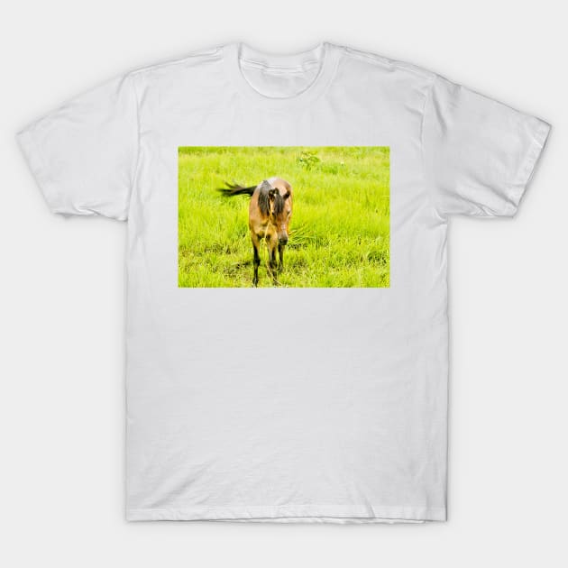 hli horse T-Shirt by pcfyi